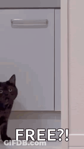 Cat Standing In Doorway Free GIF