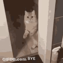 Cat Standing In Doorway Looking At Camera GIF