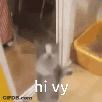 Cat Standing In Doorway Next To Litter Box Saying Hi Vy GIF