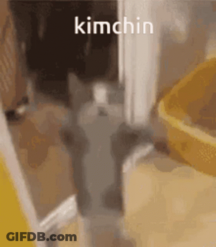 Cat Standing In Doorway Next To Yellow Bucket GIF
