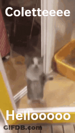 Cat Standing In Doorway Saying Coletteee Hellooooo GIF