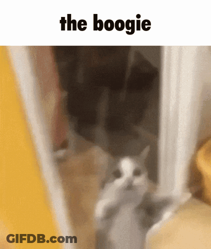 Cat Standing In Doorway Saying The Boogie GIF