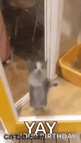 Cat Standing In Doorway Saying Yay Its Your Birthday GIF