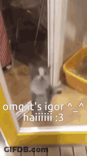 Cat Standing In Doorway With Litter Box And Yellow Wall GIF