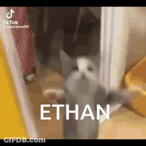 Cat Standing In Doorway With Name Ethan GIF