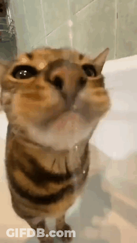 Cat Standing In Front Of Bathtub Looking Up GIF