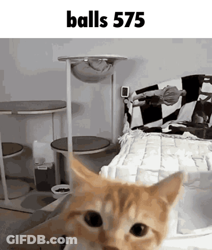 Cat Standing In Front Of Cat Tree Saying Balls 575 GIF