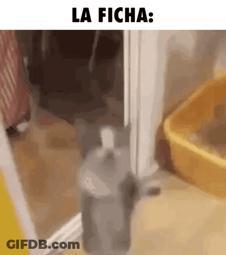 Cat Standing In Front Of Door La Ficha GIF