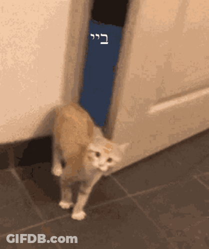 Cat Standing In Front Of Door GIF