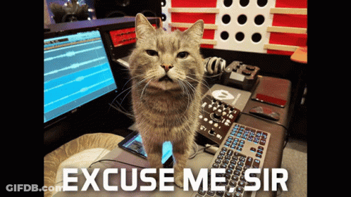 Cat Standing In Front Of Keyboard Saying Excuse Me Sir GIF