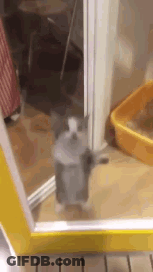 Cat Standing In Front Of Mirror GIF