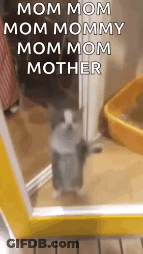 Cat Standing In Front Of Mirror GIF