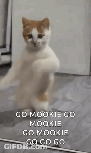 Cat Standing In Front Of Mirror Saying Go Mookie GIF