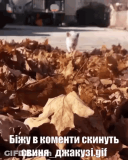 Cat Standing In Pile Of Leaves With Russian Caption GIF