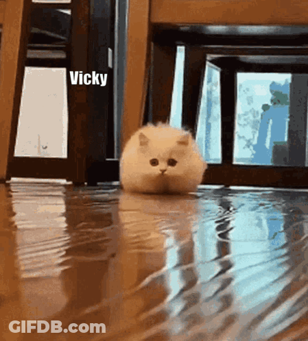 Cat Standing In Puddle With Name Vicky GIF