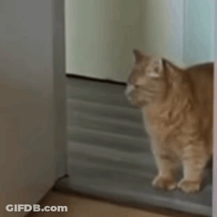 Cat Standing In Room Doorway GIF