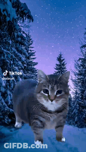 Cat Standing In Snowy Forest GIF