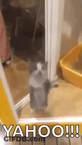 Cat Standing Near Litter Box And Soap GIF