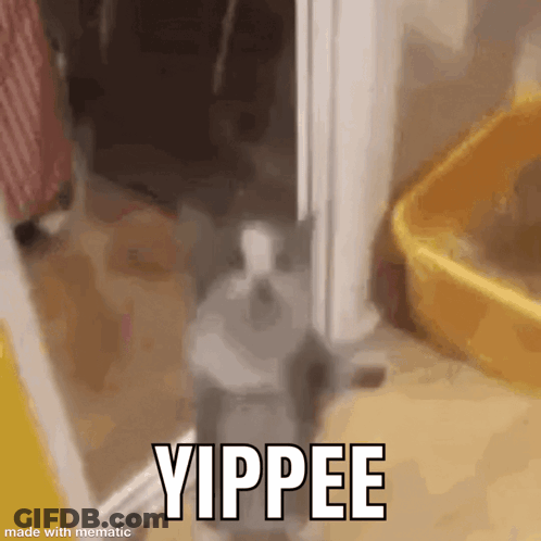 Cat Standing Near Yellow Bucket And Yippee Sign GIF