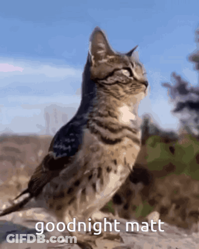 Cat Standing Next To Bird Saying Goodnight Matt GIF
