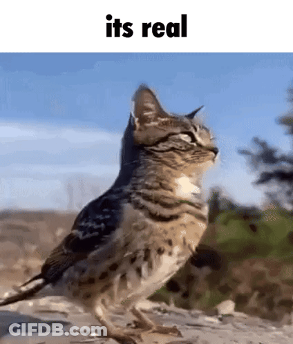 Cat Standing Next To Bird With Cat Head GIF