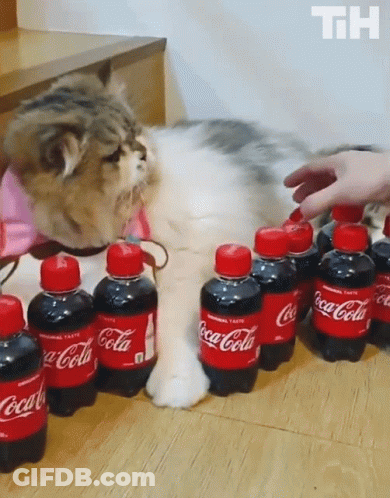 Cat Standing Next To Coca Cola Bottles GIF