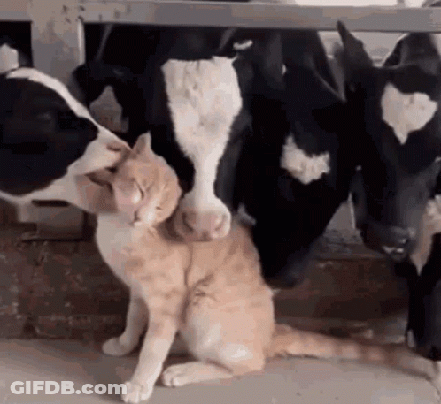 Cat Standing Next To Cow In Barn GIF