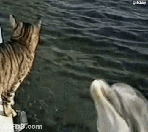 Cat Standing Next To Dolphin In Water GIF