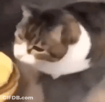Cat Standing Next To Hamburger Looking At Camera GIF