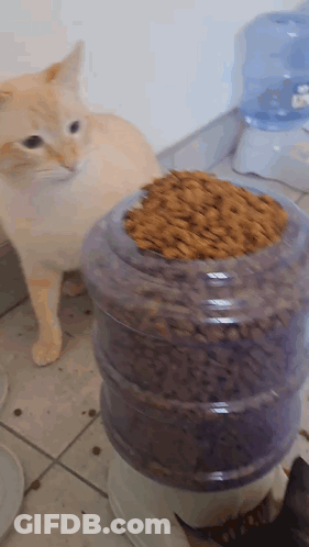 Cat Standing Next To Large Cat Food Container GIF