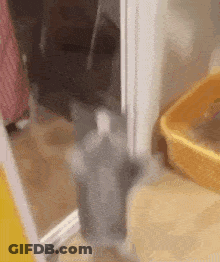 Cat Standing Next To Litter Box GIF