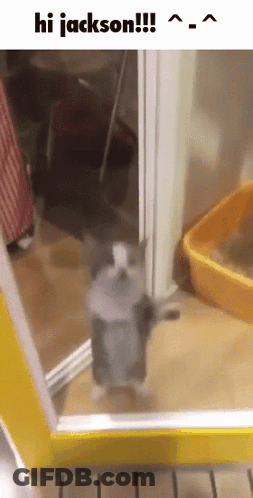 Cat Standing Next To Litter Box GIF