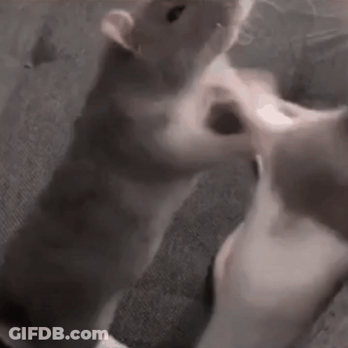 Cat Standing Next To Person GIF