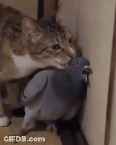 Cat Standing Next To Pigeon With Tongue Out GIF