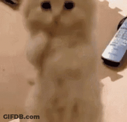 Cat Standing Next To Remote Control GIF