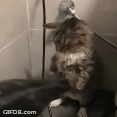 Cat Standing Next To Shower Head GIF