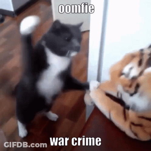 Cat Standing Next To Stuffed Animal Saying Oomfie War Crime GIF