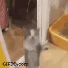 Cat Standing Next To Toilet And Litter Box GIF