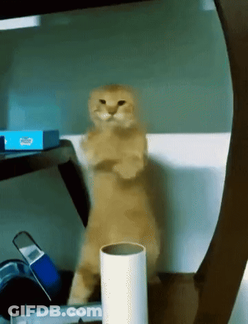 Cat Standing Next To Toilet Paper GIF