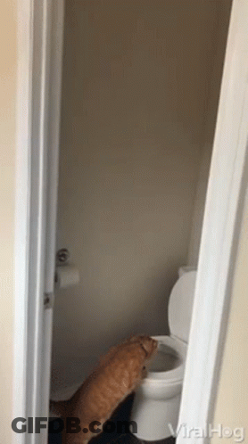 Cat Standing Next To Toilet Viralhog GIF