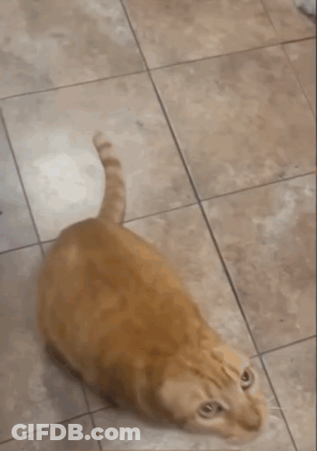 Cat Standing Next To Trash Can GIF