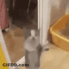 Cat Standing Next To Yellow Litter Box In Bathroom GIF