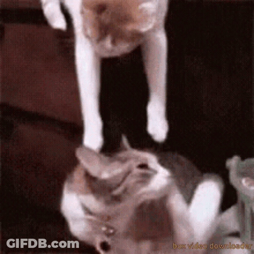 Cat Standing On Another Cat GIF