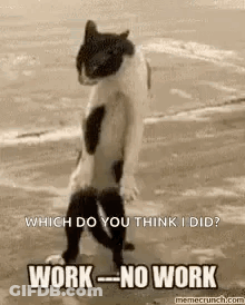Cat Standing On Beach Saying Work No Work GIF