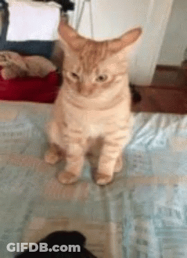 Cat Standing On Bed Looking At Camera GIF