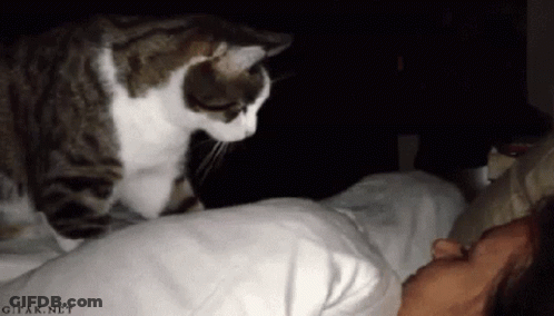 Cat Standing On Bed Next To Person GIF