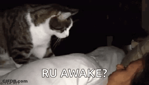 Cat Standing On Bed Next To Sleeping Person GIF
