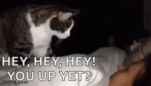 Cat Standing On Bed Next To Sleeping Woman GIF