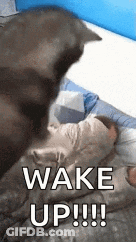 Cat Standing On Bed Saying Wake Up GIF