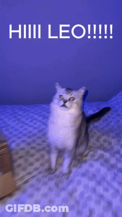 Cat Standing On Bed With Leo GIF
